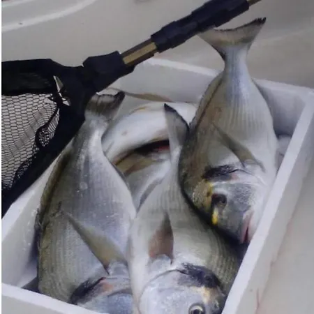 Bougainvillea--apartment By The Sea Lägenhet Ston